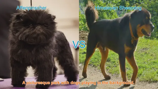 Video thumbnail for Affenpinscher vs. Himalayan Sheepdog: A Comparison of Two Unique Dog Breeds