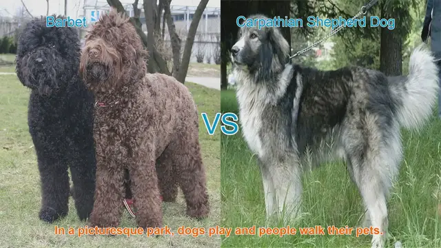 Video thumbnail for Barbet vs. Carpathian Shepherd Dog: A Breed Comparison