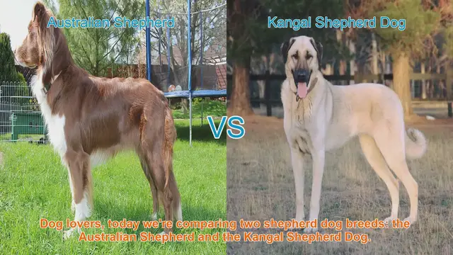 Video thumbnail for Australian Shepherd vs. Kangal Shepherd Dog: A Comparison