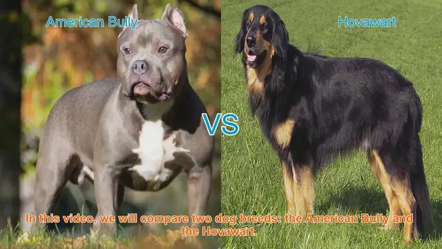Video thumbnail for American Bully vs. Hovawart: A Comprehensive Breed Comparison