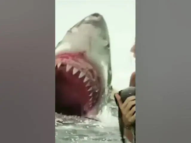 Video thumbnail for Jaws Shark Attack Movie Clip #shark #jaws #sharkfilms #greatwhite #vengeance