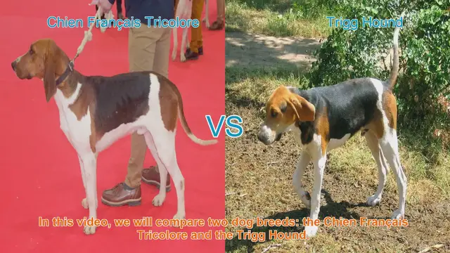 Video thumbnail for Comparing Chien Français Tricolore and Trigg Hound: A Breed Comparison