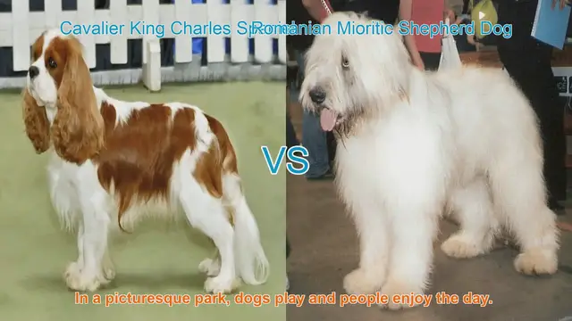 Video thumbnail for Comparing Cavalier King Charles Spaniel and Romanian Mioritic Shepherd Dog