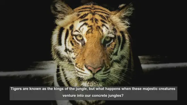 Video thumbnail for 10 Surprising Tiger Encounters in Urban Areas