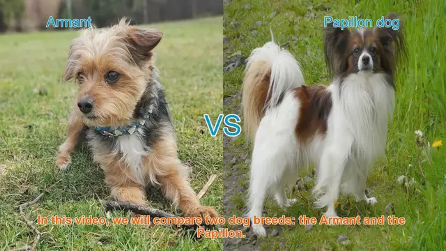 Video thumbnail for Armant vs. Papillon: A Comprehensive Breed Comparison