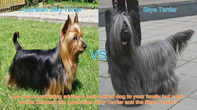 Video thumbnail for Australian Silky Terrier vs. Skye Terrier: A Detailed Breed Comparison
