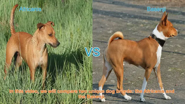 Video thumbnail for Africanis vs. Basenji: A Comparative Guide to Two Unique Dog Breeds