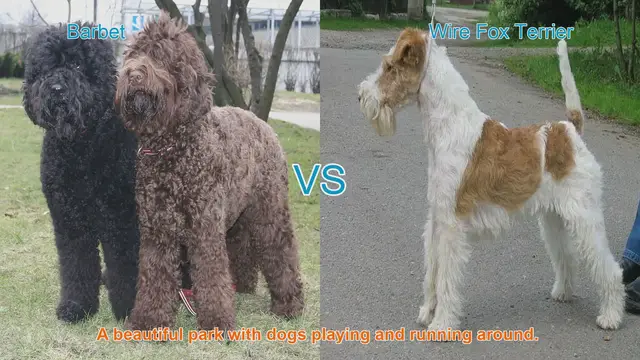 Video thumbnail for Barbet vs. Wire Fox Terrier: A Comparison of Two Long-Hair Dog Breeds