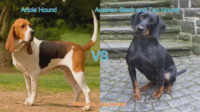Video thumbnail for Artois Hound vs. Austrian Black and Tan Hound: A Comparison