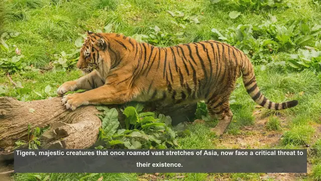 Video thumbnail for Top 10 Countries Facing Tiger Conservation Challenges