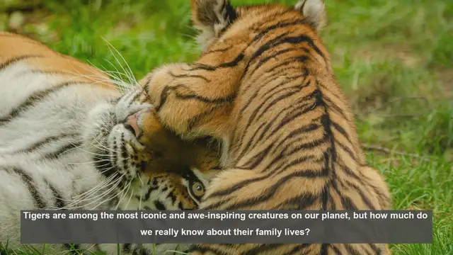 Video thumbnail for 10 Surprising Facts About Tiger Families
