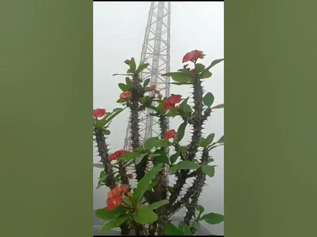'Video thumbnail for Good Morning Winter is comeing Winter knock the Door #viralvideo #nature #naturalview #winter #fog'