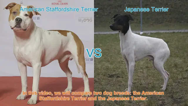 Video thumbnail for American Staffordshire Terrier vs. Japanese Terrier: A Breed Comparison