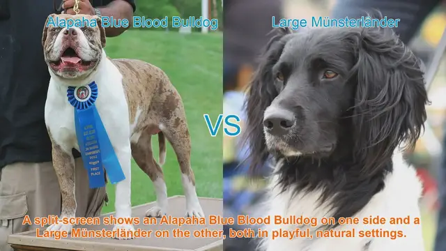 Video thumbnail for Alapaha Blue Blood Bulldog VS Large Münsterländer