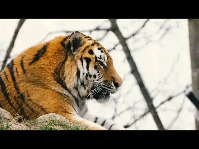 Video thumbnail for How Tigers Adapt to Seasonal Forest Fires?
