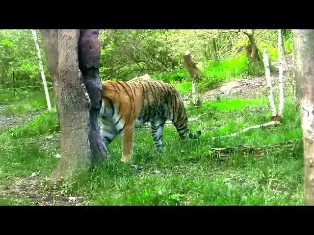 Video thumbnail for How Tigers Adapt to Changing Seasons in Temperate Regions?