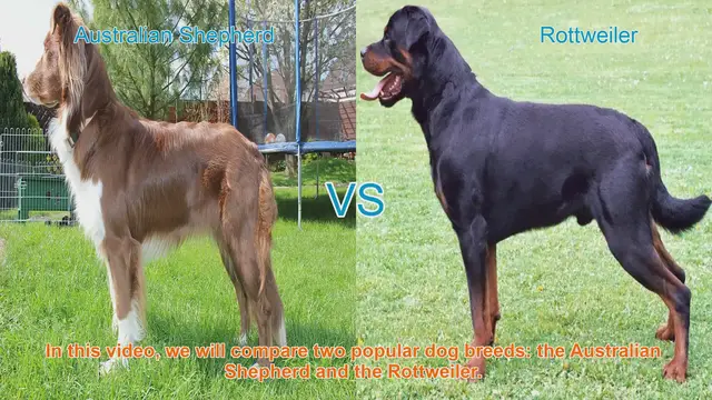 Video thumbnail for Australian Shepherd vs. Rottweiler: A Comprehensive Comparison