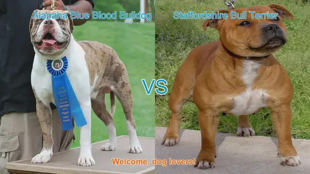Video thumbnail for Alapaha Blue Blood Bulldog VS Staffordshire Bull Terrier