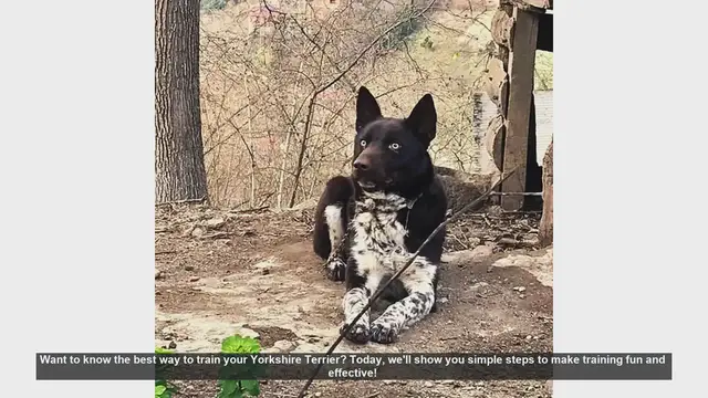 Video thumbnail for Effective and Fun Training Tips for Your Yorkshire Terrier