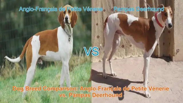 Video thumbnail for Dog Breed Comparison: Anglo-Français de Petite Vénerie vs. Pampas Deerhound