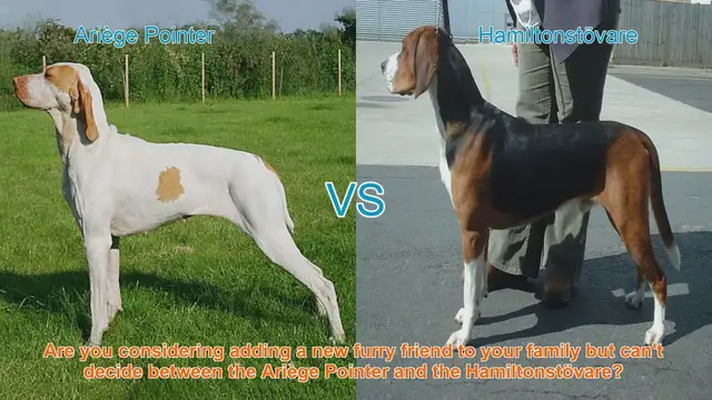 Video thumbnail for Ariège Pointer vs. Hamiltonstövare: A Detailed Breed Comparison