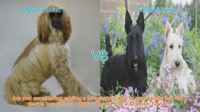 Video thumbnail for Choosing Between an Afghan Hound and a Scottish Terrier: A Breed Comparison