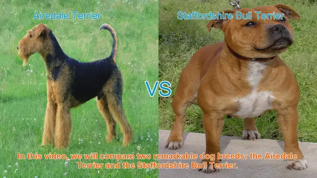 Video thumbnail for Airedale Terrier vs. Staffordshire Bull Terrier: Breed Comparison