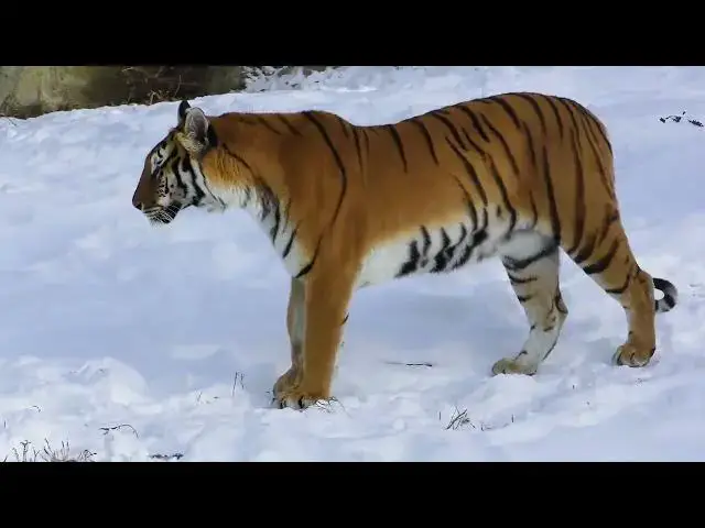 Video thumbnail for How Tigers Use Specific Body Movements for Stealth?
