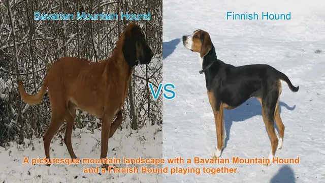 Video thumbnail for Bavarian Mountain Hound vs. Finnish Hound: A Comprehensive Breed Comparison