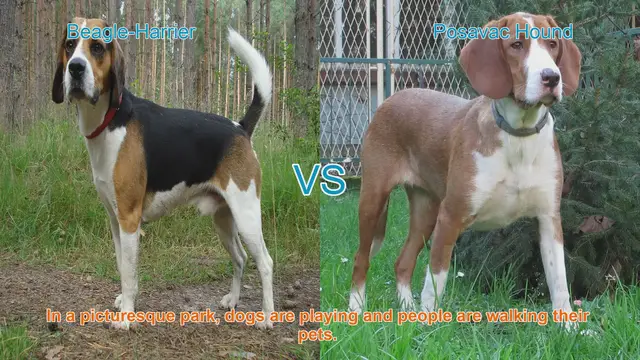 Video thumbnail for Beagle-Harrier vs. Posavac Hound: A Breed Comparison