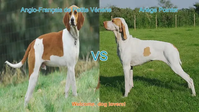 Video thumbnail for Comparing Anglo-Français de Petite Vénerie and Ariège Pointer: A Dog Lover's Guide
