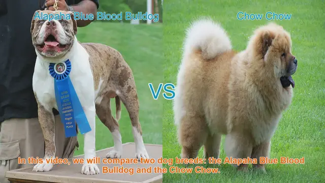 Video thumbnail for Alapaha Blue Blood Bulldog VS Chow Chow