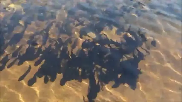 Video thumbnail for Fish in a river/Fish colony in a river/Group of fish in a river water