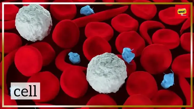 Video thumbnail for What is Electrochemistry and How to Interpret Electrochemical Cells?