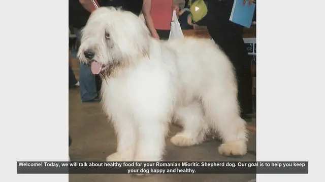 Video thumbnail for Healthy Diet Tips for Your Romanian Mioritic Shepherd Dog
