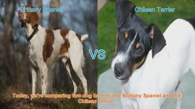 Video thumbnail for Brittany Spaniel vs. Chilean Terrier: A Comprehensive Comparison