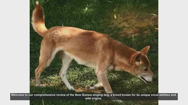 Video thumbnail for New Guinea Singing Dog: Pros and Cons of This Unique Breed