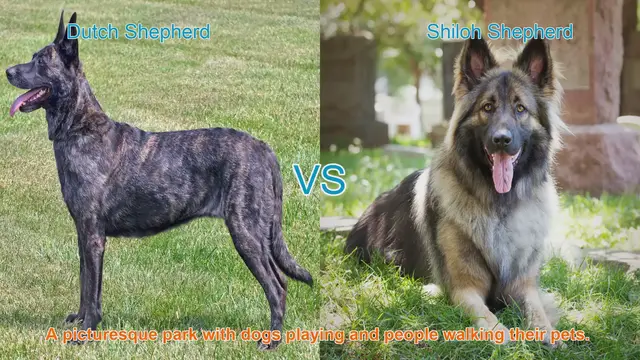 Video thumbnail for Dutch Shepherd vs. Shiloh Shepherd: A Comprehensive Comparison