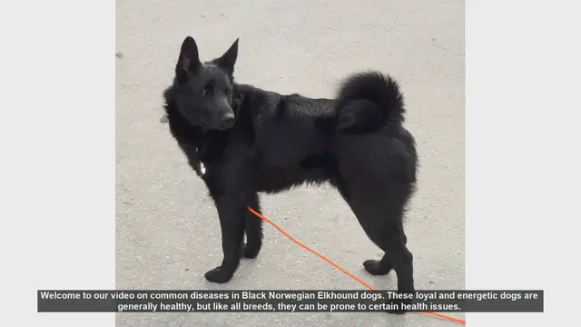 Video thumbnail for Common Health Issues in Black Norwegian Elkhound Dogs