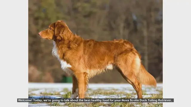 Video thumbnail for Top Healthy Foods for Your Nova Scotia Duck Tolling Retriever