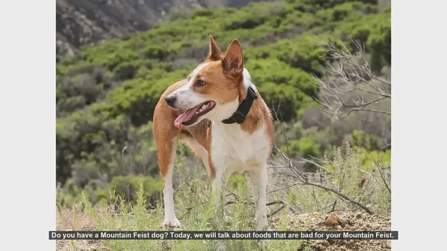 Video thumbnail for Foods to Avoid for Your Mountain Feist: Keep Your Dog Safe and Healthy!