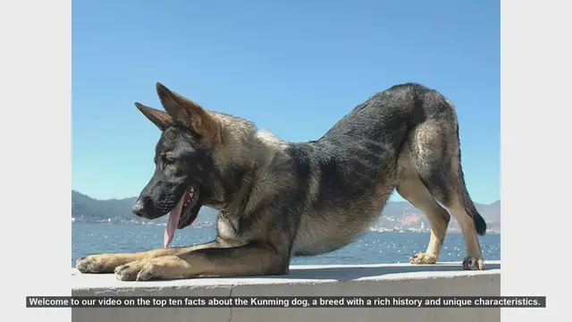 Video thumbnail for Top 10 Fascinating Facts About the Kunming Dog