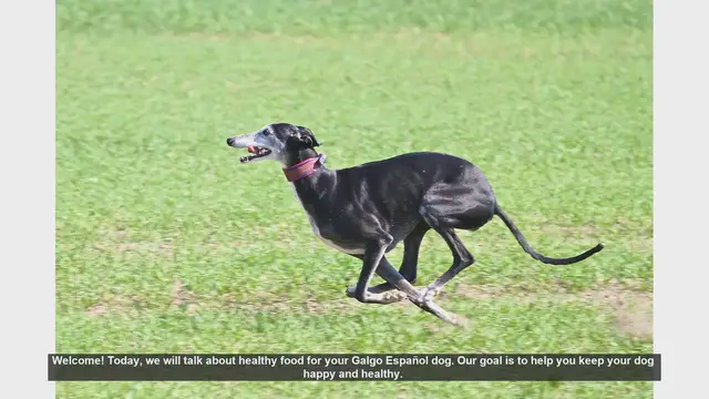 Video thumbnail for Healthy Diet Tips for Your Galgo Español Dog