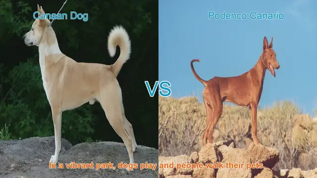 Video thumbnail for Comparing Canaan Dog and Podenco Canario: A Comprehensive Guide