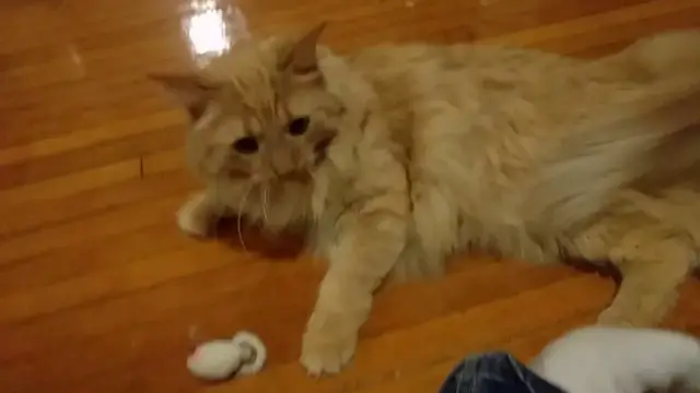 Video thumbnail for Parker vs Mr. Mouse | Parker The Cat