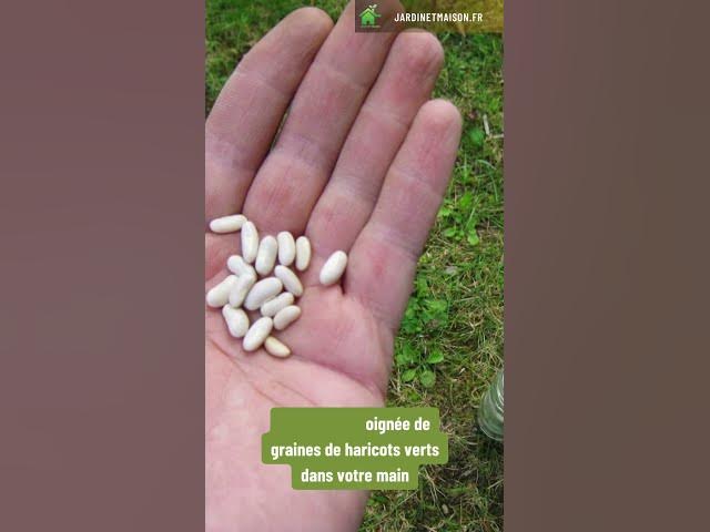 Video thumbnail for Comment semer des haricots verts en poquets