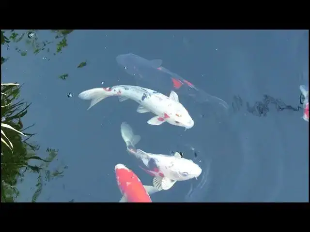 Video thumbnail for How to Fix and Prevent Green Water in Koi Ponds