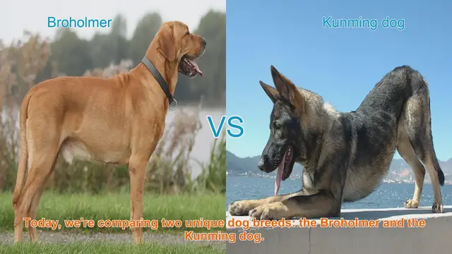 Video thumbnail for Broholmer vs. Kunming Dog: A Comprehensive Comparison