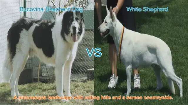 Video thumbnail for Shepherd Dog Showdown: Bucovina vs. White Shepherd