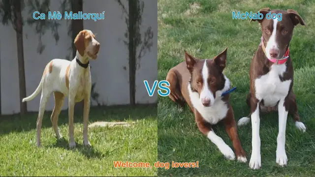 Video thumbnail for Ca Mè Mallorquí vs. McNab Dog: A Breed Comparison